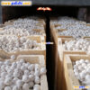 alumina ceramic ball factory